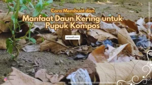 Daun kering mengandung unsur Nitrogen yang dibutuhkan dalam pertumbuhan tanaman, oleh karena itu bermanfaat untuk dijadika kompos