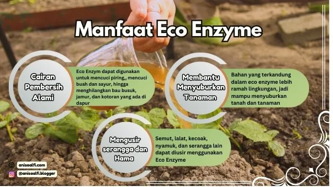 Tak hanya cocok untuk pembersih alami saja, namun Eco Enzyme ini juga bisa menyuburkan tanaman dan mengusir hama