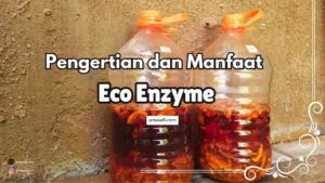 Eco Enzyme merupakan solusi bijak menatasi masalah sisa konsumsi organik yang menumpuk