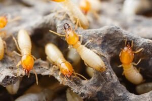waspada serangan rayap di rumahmu